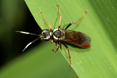 Réf. 181 845 : Tenthredo ferruginea